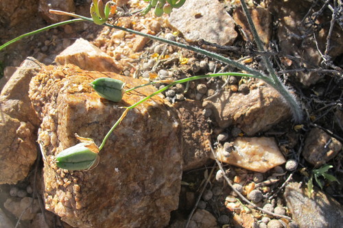 Albuca villosa