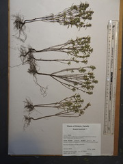 Satureja hortensis