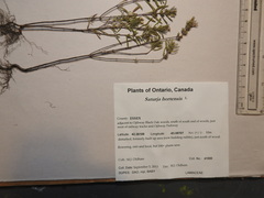 Satureja hortensis