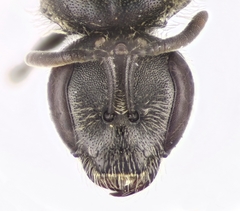Lasioglossum algericolellum