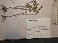 Satureja hortensis