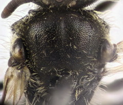 Lasioglossum algericolellum