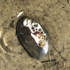 Unionoidea