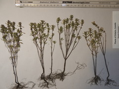 Satureja hortensis