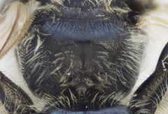 Lasioglossum algericolellum