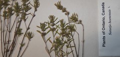 Satureja hortensis