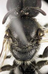 Lasioglossum algericolellum