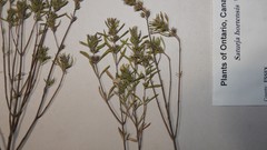 Satureja hortensis