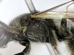 Lasioglossum algericolellum