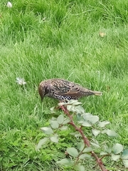 Sturnus vulgaris