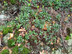 Vaccinium vitis-idaea