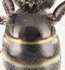 Lasioglossum algericolellum