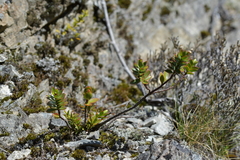 Veronica decumbens
