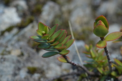 Veronica decumbens