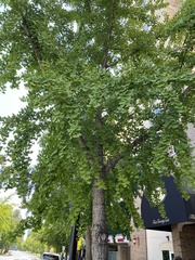 Ginkgo biloba