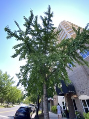 Ginkgo biloba