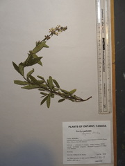 Stachys aspera