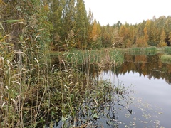 Phragmites australis