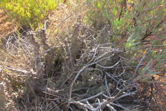 Quaqua mammillaris