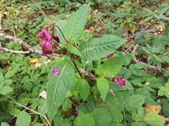 Impatiens glandulifera