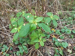Impatiens parviflora