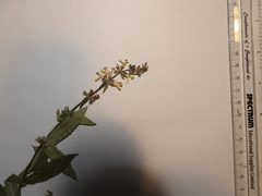 Stachys aspera