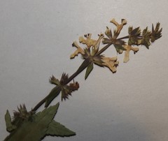 Stachys aspera
