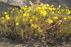 Ornithogalum rupestre