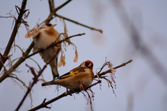 Carduelis carduelis