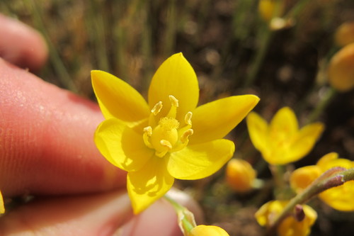 Image of Ornithogalum rupestre by (c) James Deacon, some rights reserved (CC BY-SA)