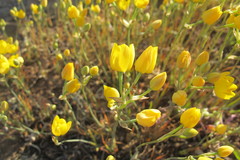 Ornithogalum rupestre