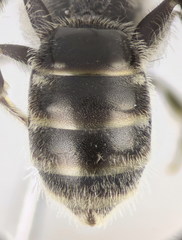 Lasioglossum algericolellum