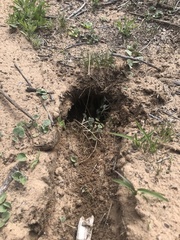 Ctenomys