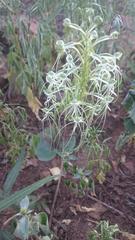Habenaria kraenzliniana