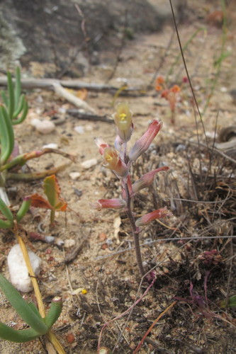 Lachenalia schlechteri