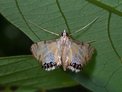 Nymphicula