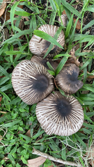 Agaricus endoxanthus
