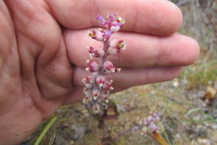 Lachenalia membranacea