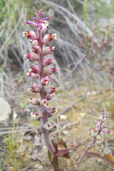 Lachenalia membranacea