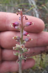 Lachenalia membranacea
