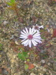 Asteraceae