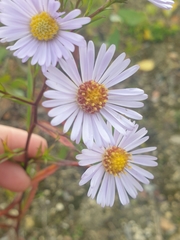 Asteraceae