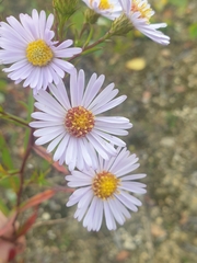 Asteraceae