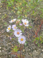 Asteraceae