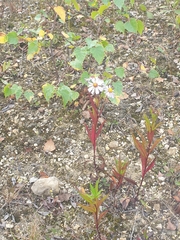 Asteraceae