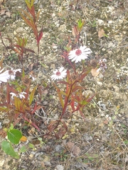 Asteraceae
