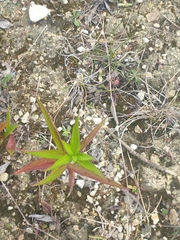 Asteraceae