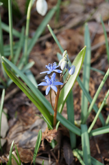 Scilla vindobonensis