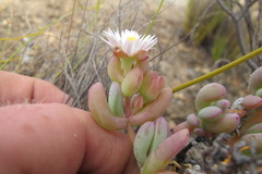 Oscularia comptonii