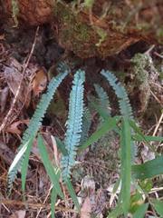 Asplenium pifongiae